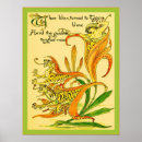 Search for tiger lily Antique