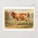 Search for cow drawing postcards Illustration