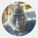 Search for silverback stickers Primate