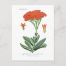 Search for crassula Botanical