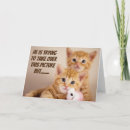 Search for new kitten cards Photography