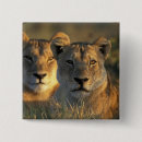 Search for botswana badges Mammal