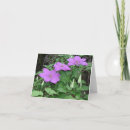 Search for clematis cards Plants
