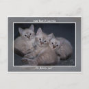 Search for lynx point siamese Kitten