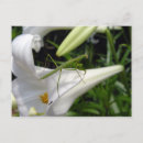 Search for mantids postcards Nature