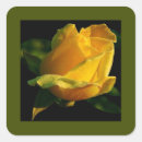 Search for flower petals stickers Photography