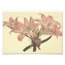 Search for belladonna posters Floral