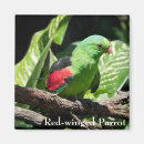 Search for limbs magnets Wildlife