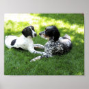 Search for english setter art Hunting