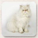 Search for cat lover coasters Nature