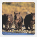 Search for predator gift wrap Grizzly bear