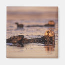 Search for bradley magnets Sea otter