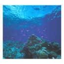 Search for blue sea coral posters Marine life