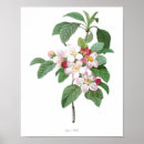 Search for malus Flower