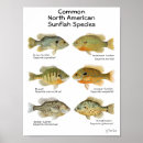Search for sunfish posters Fishing