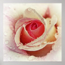 Search for rose macro posters Nature