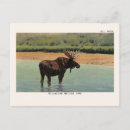 Search for yellowstone national park postcards Vacation