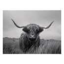 Search for black and white cow art Highland
