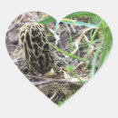 Search for morel mushroom stickers Fungi