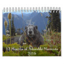 Search for marmot office supplies animals