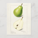 Search for pears postcards Fruit