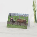 Search for foal cards Animal