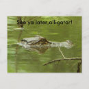 Search for gators postcards Nature