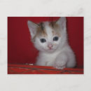 Search for little kitty Red