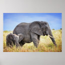 Search for calf posters Animals in the wild