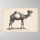 Search for vintage camel posters Desert