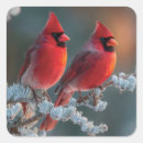 Search for northern cardinal stickers Snow