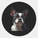 Search for boston terrier funny stickers Wolf