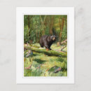 Search for adirondacks postcards Bear