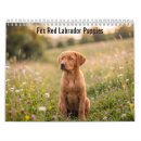 Search for puppy calendars Labrador