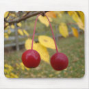 Search for autumn fruits electronics Harvest