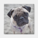 Search for pug magnets Curious