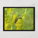 Search for foraging postcards Insect