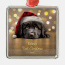 Search for newfoundland dog christmas tree decorations Cute