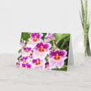 Search for cattleya cards Pink