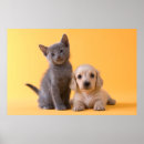 Search for russian blue cat art Cute animals