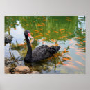 Search for black swan posters Australia
