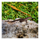 Search for lizard posters Animal