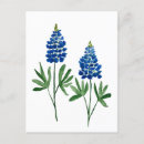 Search for bluebonnets postcards Floral