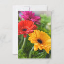 Search for red daisy cards Plants