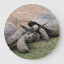 Search for tortoise clocks Cute