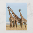 Search for wildlife reserve postcards Kenya