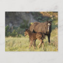 Search for wild grass postcards Brown