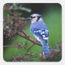 Search for blue jay stickers Animal