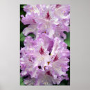 Search for rhododendron posters Flower