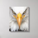 Search for bald eagles canvas prints Animals